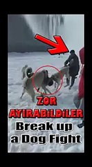 KANGALLARI ve COBAN KOPEKLERiNi ZOR AYIRDILAR - BREAK UP KANGAL and SHEPHERD DOGS