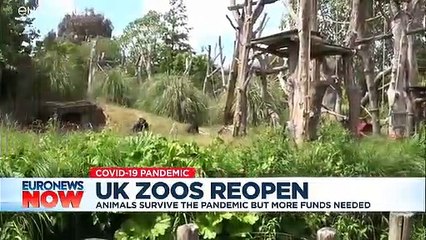 Survival of the fittest: UK zoos left reeling as they open after coronavirus lockdowns