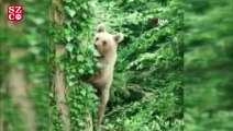 Ağaca tırmanan ayı, objektife adeta poz verdi
