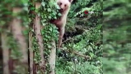 Ağaca tırmanan ayı, objektife adeta poz verdi