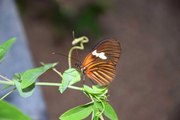 Les papillons quittent leur cocon au musée d'Histoire naturelle de Tournai