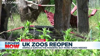 Survival of the fittest: UK zoos left reeling as they open after coronavirus lockdowns