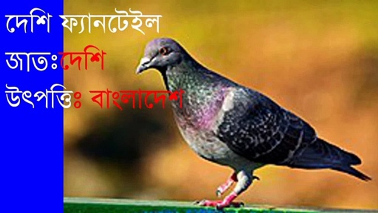 কবুতরের জাত ও উৎপত্তি