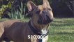 Why Are French Bulldogs Are So Expensive-