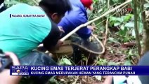 Kucing Emas Terperangkap Jebakan Babi Adalah Kucing Langka