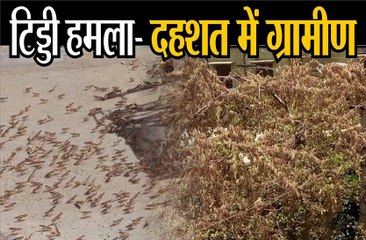 टिड्डी हमला: दहशत में ग्रामीण