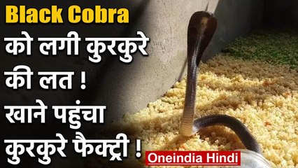 Viral Video : सांप को लगी कुरकुरे की लत !,खाने पहुंचा कुरकुरे फैक्ट्री ! | वनइंडिया हिंदी