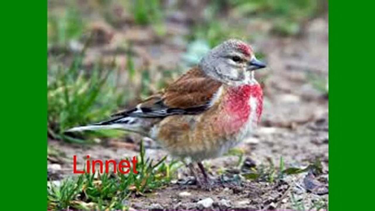 60 Birds Picture & Name in English