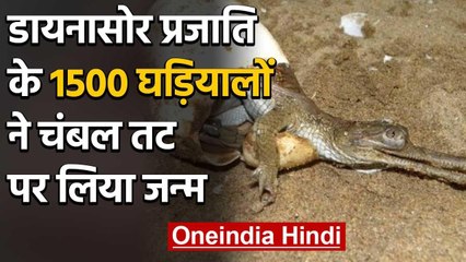 Viral Video : डायनासोर प्रजाति के 1500 घड़ियालों ने चंबल तट पर लिया जन्म | वनइंडिया हिंदी