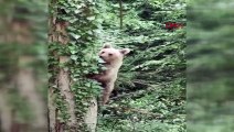 Ağaca tırmanan yavru ayı görüntülendi