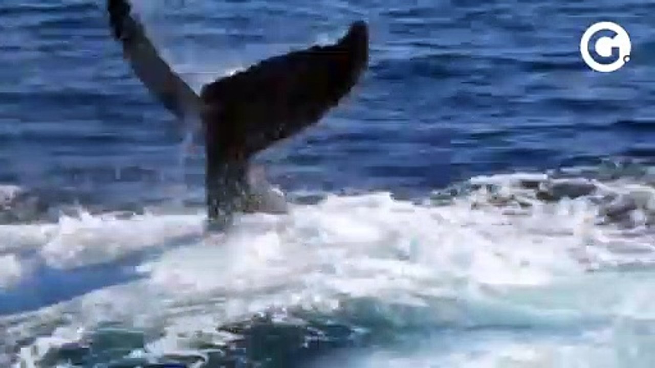 Baleias são vistas passando pela costa do ES