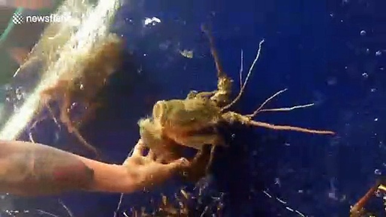 Rare sighting of lobster removing its shell in Vietnam restaurant