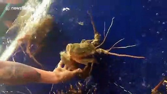 Rare sighting of lobster removing its shell in Vietnam restaurant
