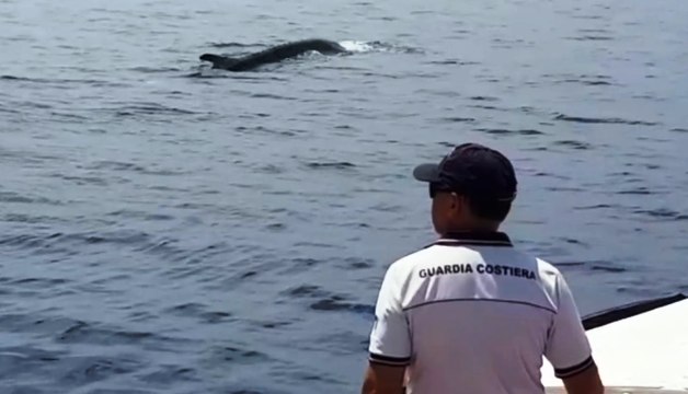 Catania - Guardia Costiera scorta una balena al largo delle Isole Ciclopi (18.06.20)