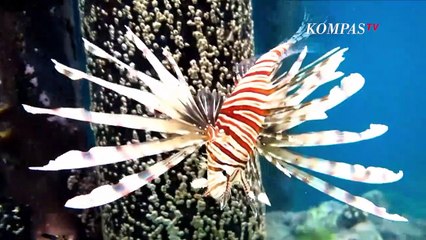 Sipora, Gulungan Ombak Kelas Dunia