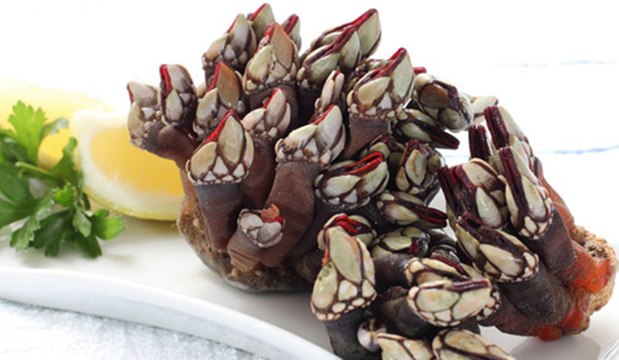 Percebes gallegos: cómo diferenciarlos y cocinarlos