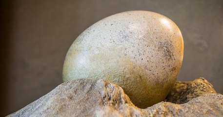 Une scientifique perce enfin le mystère d'un œuf préhistorique gigantesque retrouvé en Antarctique