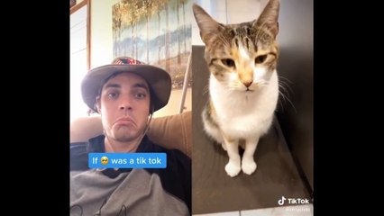 tik toks cat funny #6