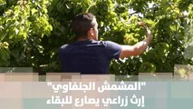 المشمش الجنفاوي إرث زراعي يصارع للبقاء في سلة الإنتاج الزراعي الفلسطيني