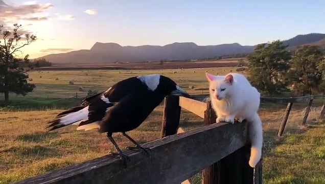 Incroyable : cet oiseau chante comme un coq !