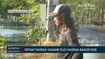 Petani Tambak Vaname Rugi Karena Banjir Rob