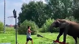 Play basketball with the elephant