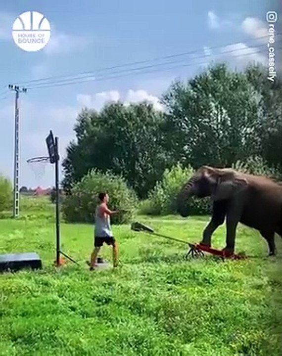 Play basketball with the elephant