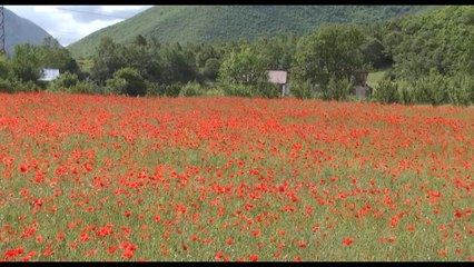 Ora News - Lulëkuqja ‘mbi” grurë, lulja mbulon parcelat në Bulqizë, ul prodhimin e drithit