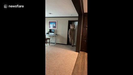 Dad embarrasses daughter on class video call dressed as a bear