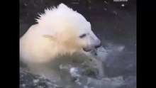 コペンハーゲン動物園のイヌヴィクの近況(Jun02_2020)