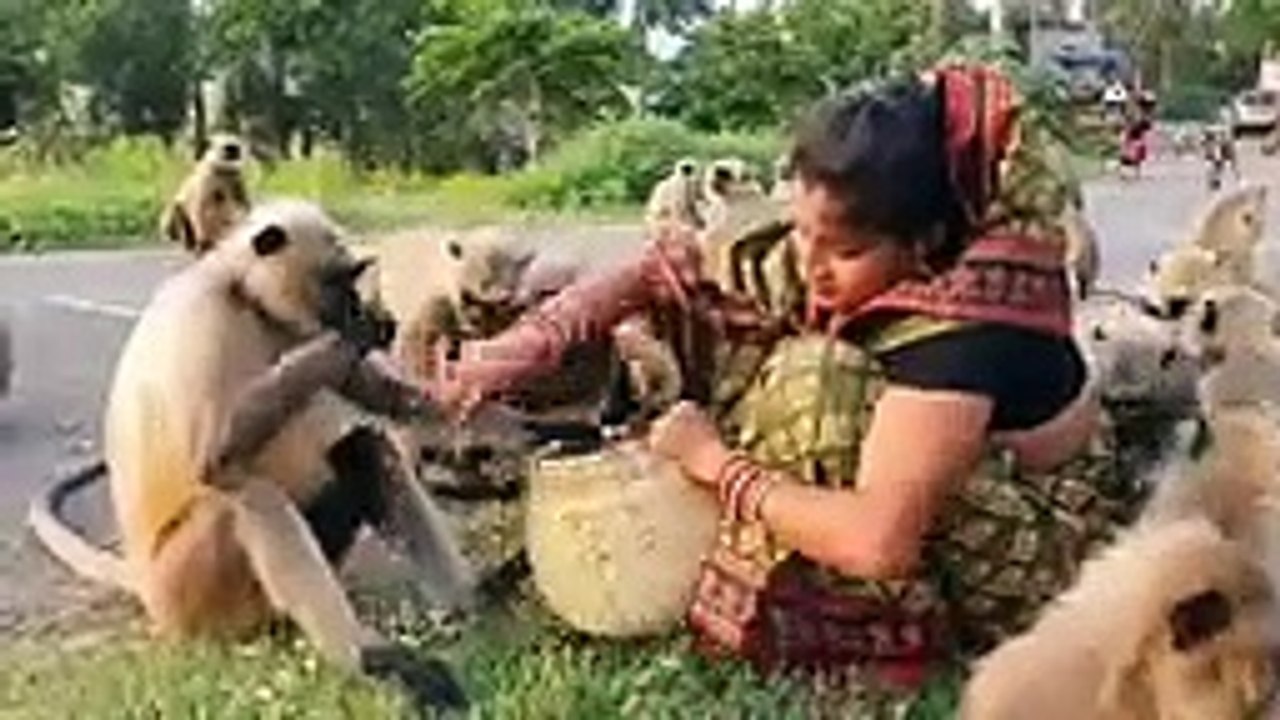 Langoor_flock,_come_to_this_mother_to_eat_with_great_enthusiasm.(144p)