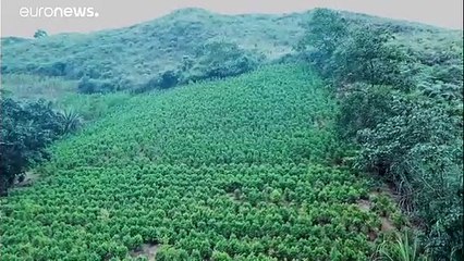 Colombie : moins de coca, plus de cocaïne