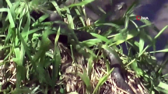 Doç. Dr. Kozacı akrep ve yılan sokmalarına karşı uyardı