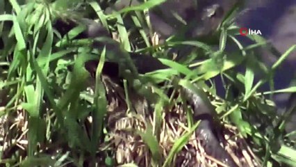 Doç. Dr. Kozacı akrep ve yılan sokmalarına karşı uyardı