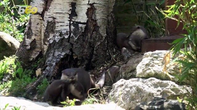 In Otter News! Newborn Otter Pups Make First Appearance Outside!