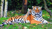 Dream About Tiger - Interpretation, Symbolism and Meaning