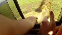 Ce touriste veut caresser un lion pendant un safari