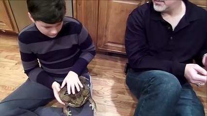 Voici un des plus gros crapauds du monde... Belle bête