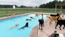 Pool party pour chiens... Eux aussi ont le droit de s'amuser