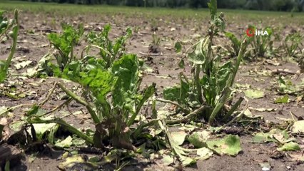 Buğdayın atası siyezi dolu vurdu