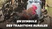 Le coq Maurice de l'île d'Oléron, symbole de la ruralité, est mort