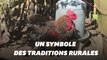 Le coq Maurice de l'île d'Oléron, symbole de la ruralité, est mort