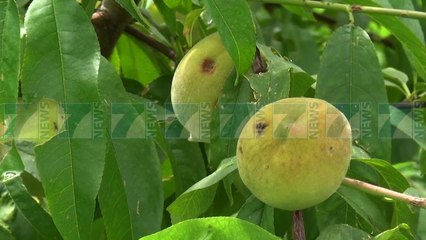 PRISHEN PJESHKET E PEQINIT, BRESHRI DEMTON PRODHIMIN - News, Lajme - Kanali 7