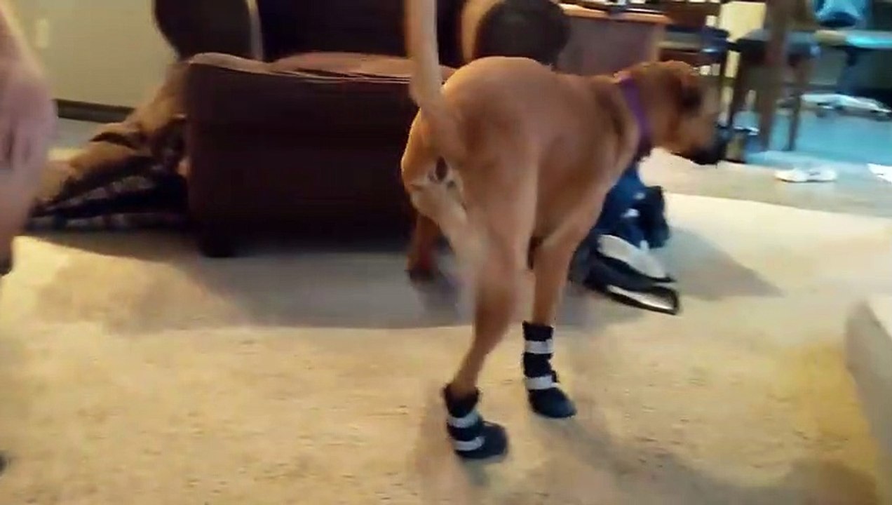 Chaussettes au pieds ce chien n'arrive plus à marcher normalement !