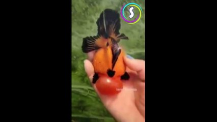 اغرب اشكال الأسماك