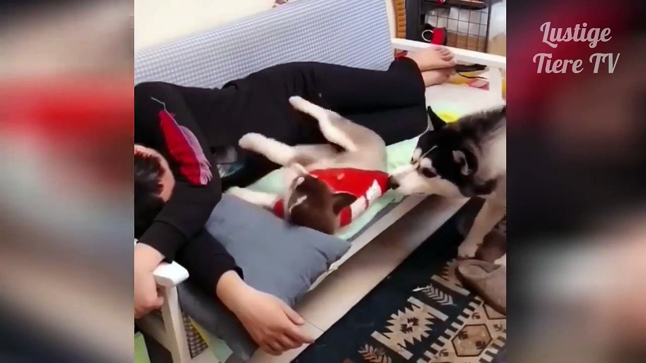 Lustige Tiere - Lustige Videos Zum Totlachen