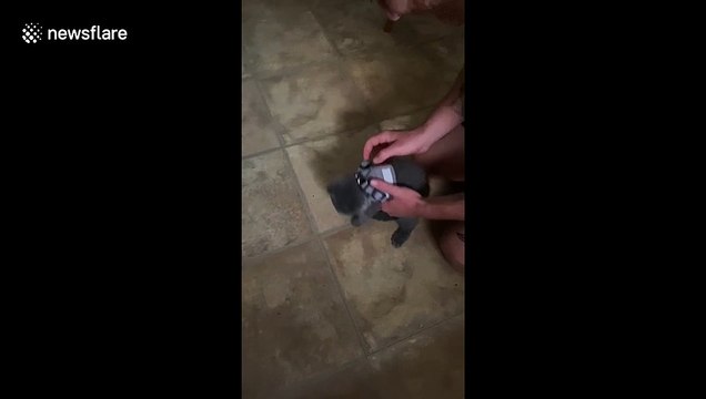 Adorable kitten in New Jersey can't walk with its heavy harness