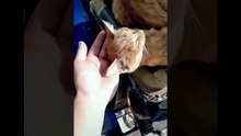 Gatos  graciosos