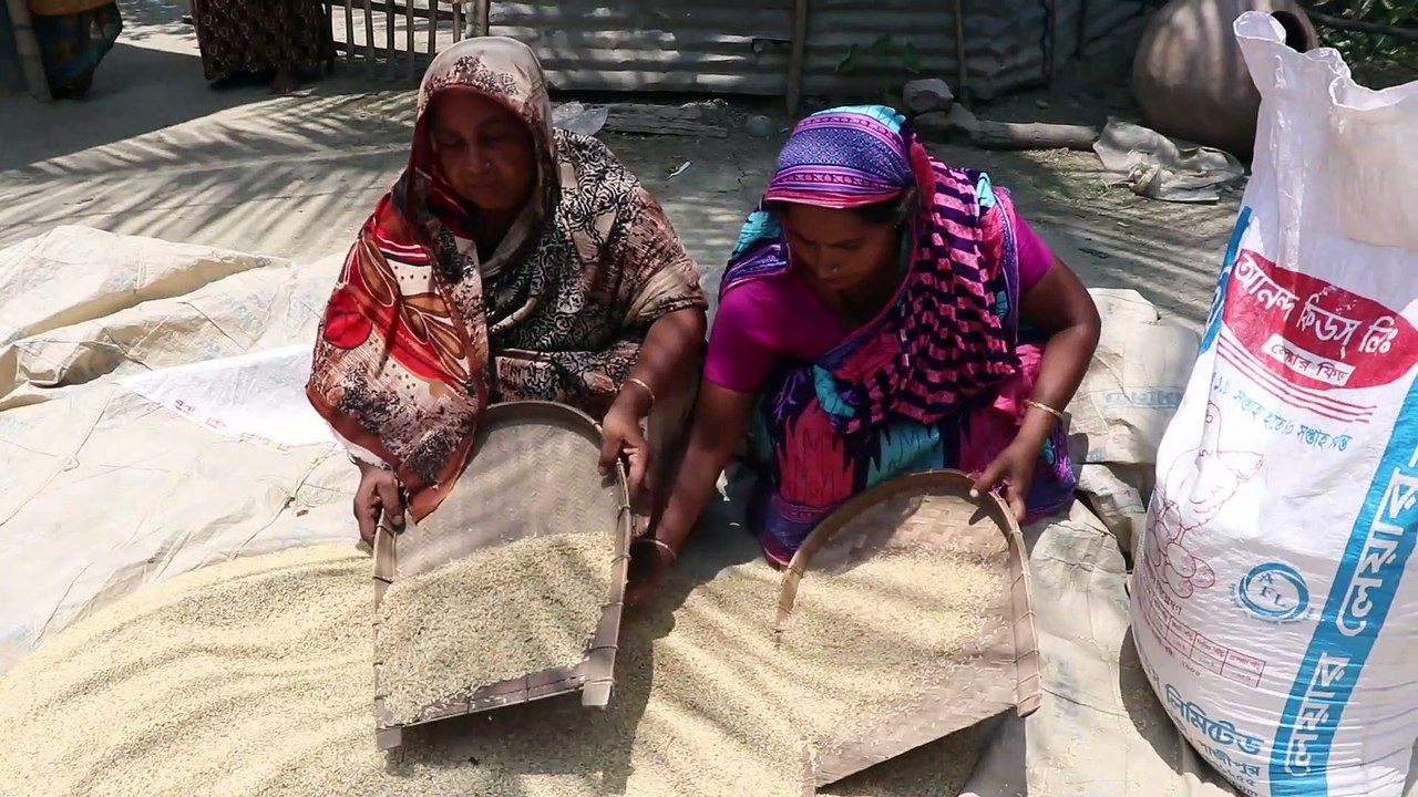 Bangladesh village and paddy