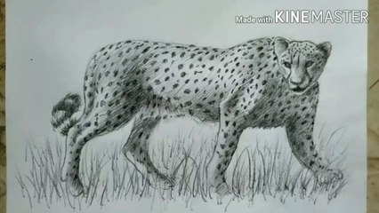 How to draw Cheetah | Charcoal pencil Shading |